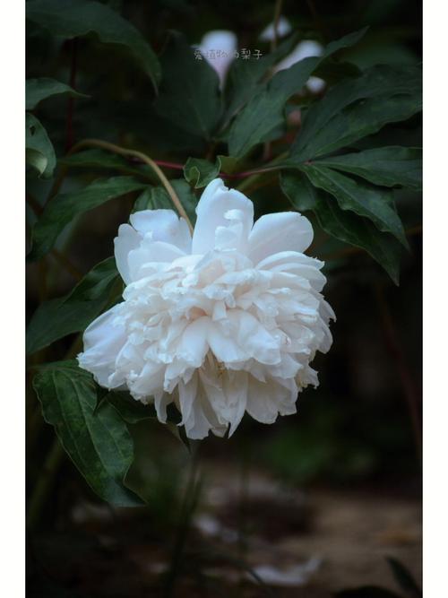 白色花朵很香（白色花朵很香的植物）-图2