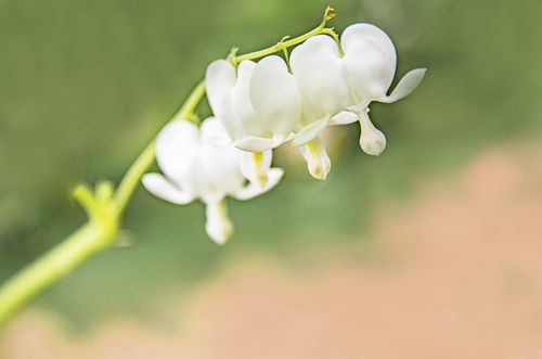 白色花朵很香（白色花朵很香的植物）-图3