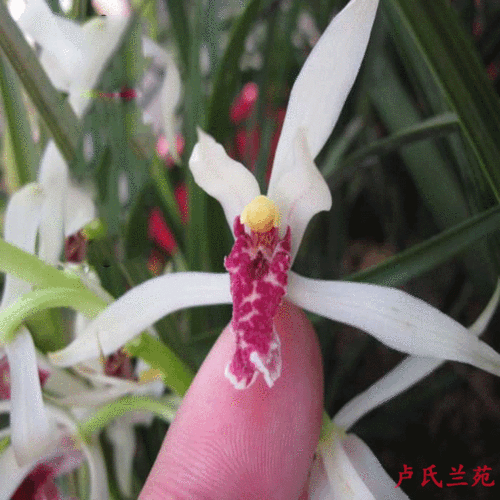 开白色兰花价格（兰草开白花多少钱一株）-图2