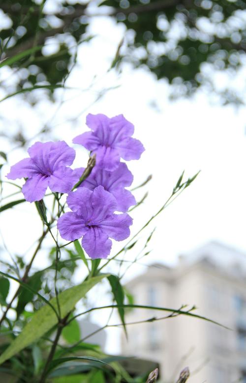 翠芦莉白色花（翠芦莉的花）-图1