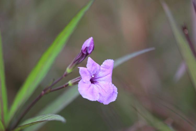 翠芦莉白色花（翠芦莉的花）-图3