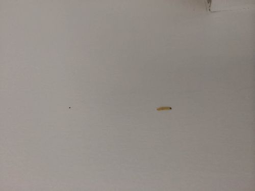 宿舍墙上白色虫子（宿舍墙壁出现的白色肉虫子）-图1