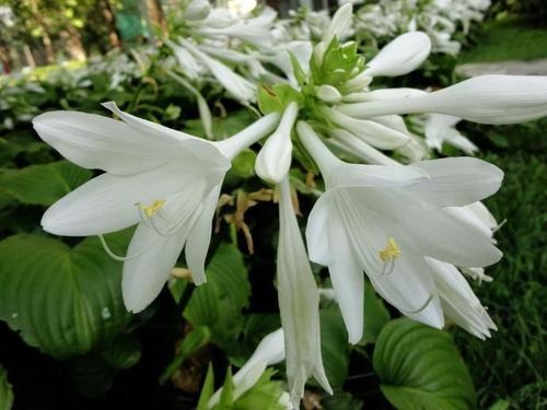 白色玉簪花（白色玉簪花的花语）-图2
