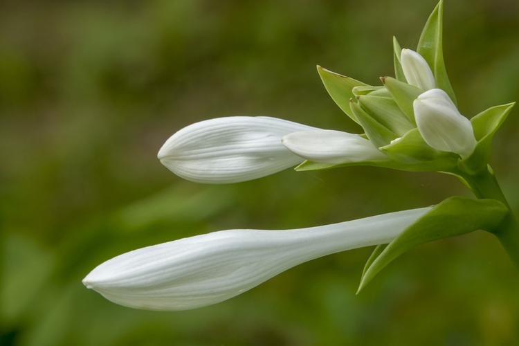 白色玉簪花（白色玉簪花的花语）-图1