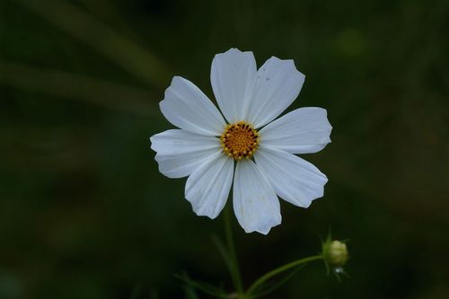 波斯菊白色（波斯菊白色虫子）-图3