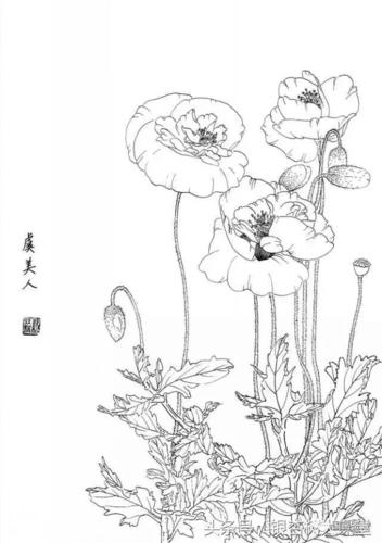 白色虞美人寓意（虞美人白描图片）-图1