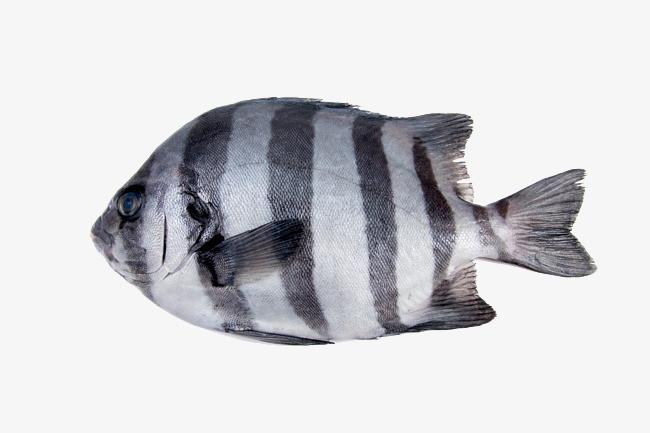 片鱼黑白色（黑色白色的鱼）-图3
