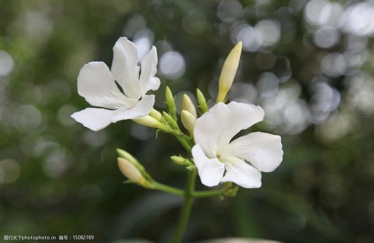 开白色的花图片（开白色花的植物及名字图片）-图3