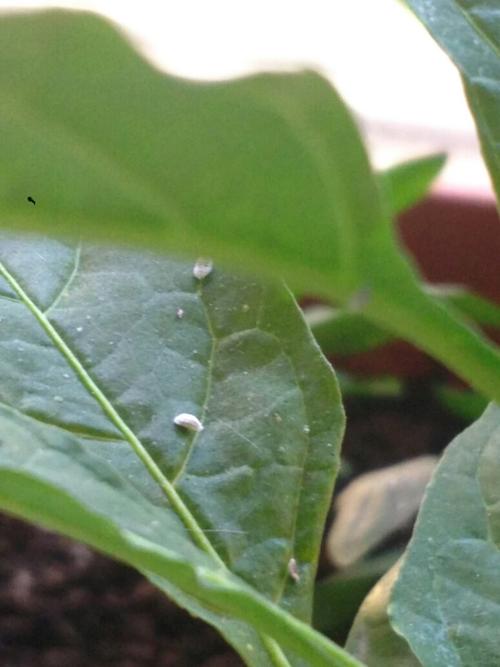植物圆形白色虫子（一种圆圆的小小的白色虫子）-图2