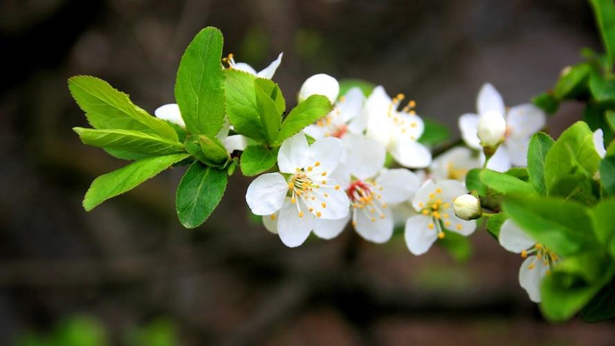 春季白色花（白色的花有哪些在春天开）-图3