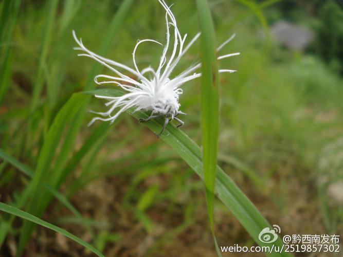 花白色跳虫（花白色虫子图片及名称）-图1