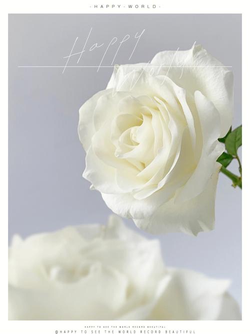 白色白玫瑰图片（白色白玫瑰图片高清）-图2