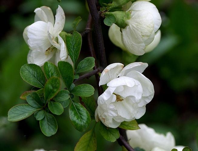 白色海棠花花语（白色的海棠花）-图1