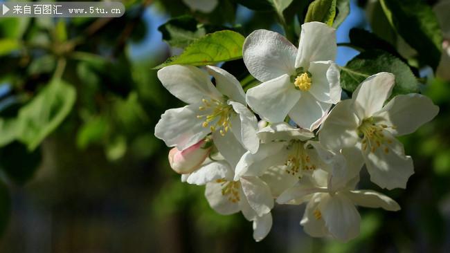 白色海棠花花语（白色的海棠花）-图3