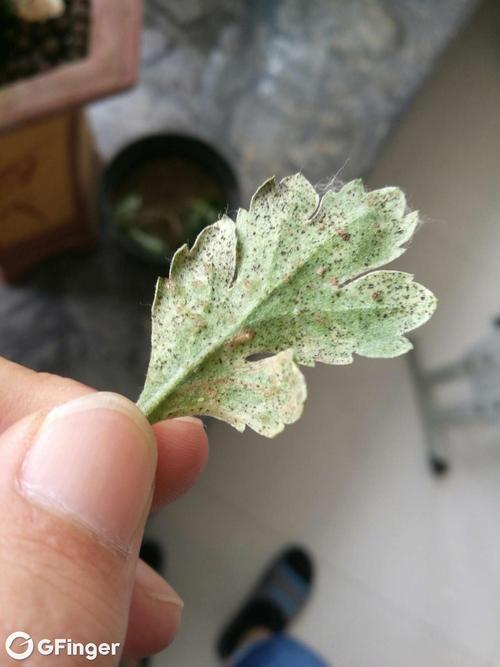 菊花感染白色的（菊花上白色虫子怎么办）-图1