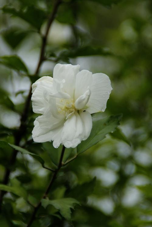 白色单瓣木槿（白色多瓣木槿花）-图2
