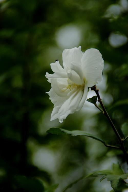 白色单瓣木槿（白色多瓣木槿花）-图3