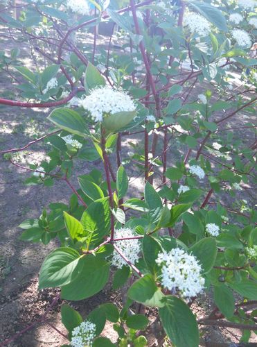 灌木白色花（灌木白色的花）-图1