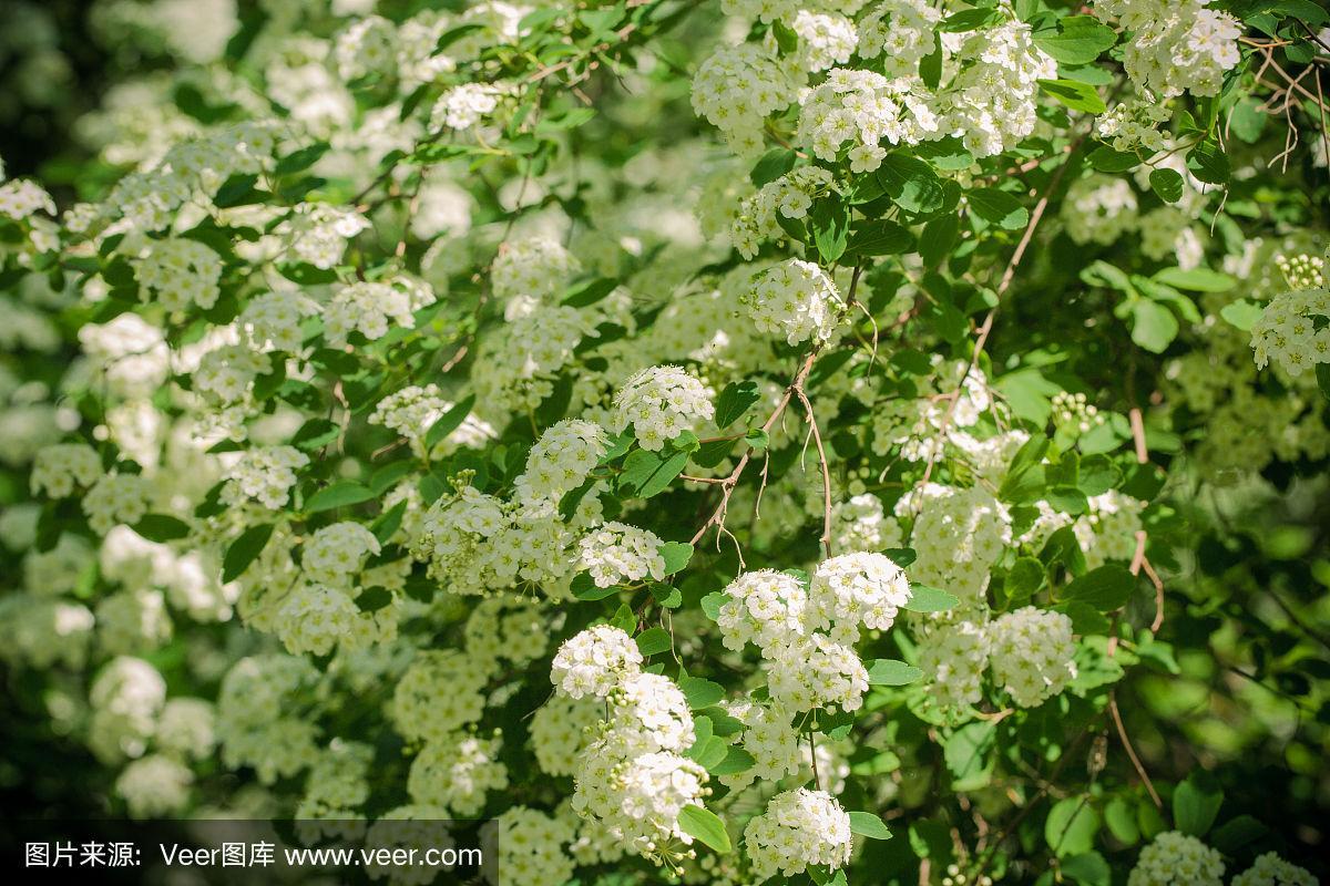 灌木白色花（灌木白色的花）-图3