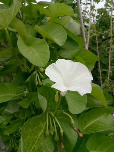 白色喇叭花植物（白色的喇叭花有毒吗）-图2