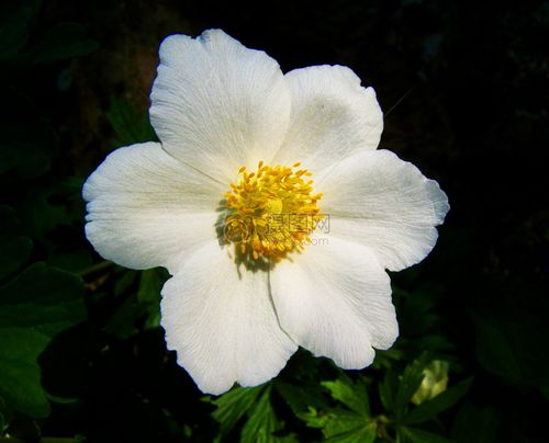 盛夏开的白色花（夏季开的白色花）-图3