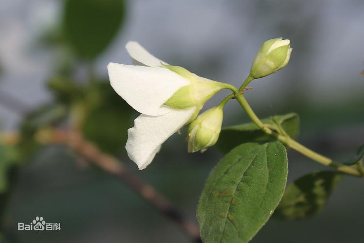白色花朵阔叶（白色花叶子呈叶状是什么花）-图3