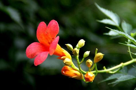 凌霄花白色（凌霄花白色背景图）-图2