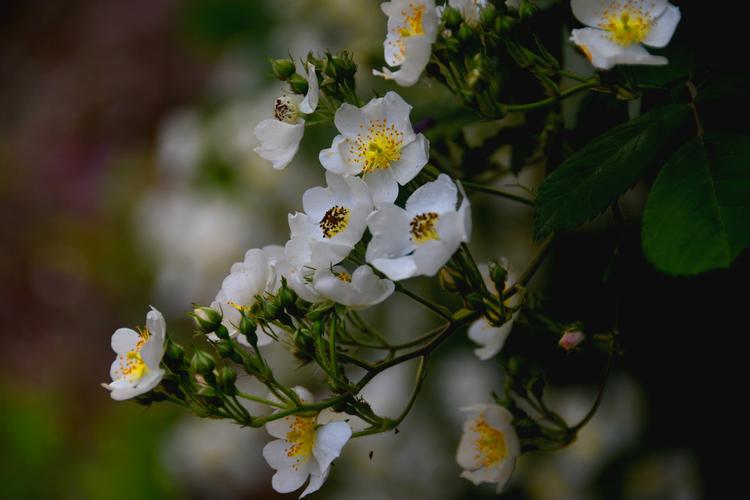 白色野蔷薇花（白色野蔷薇花期）-图3