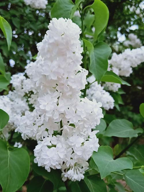 有种白色丁香花（有种白色丁香花的植物）-图3