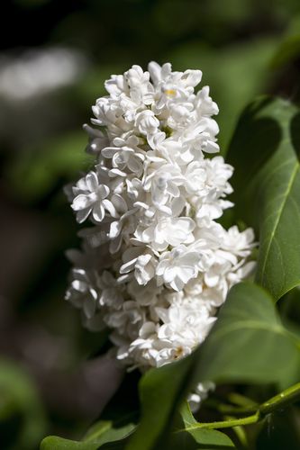 有种白色丁香花（有种白色丁香花的植物）-图2