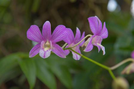 兰花紫色白色花（白紫色的兰花）-图1