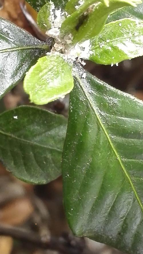 花叶子上有白色晶体（花叶子上有白色晶体粘液）-图1