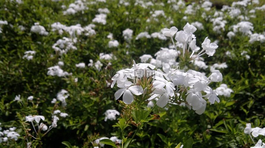 白色花香植物（白色花香植物图片）-图3