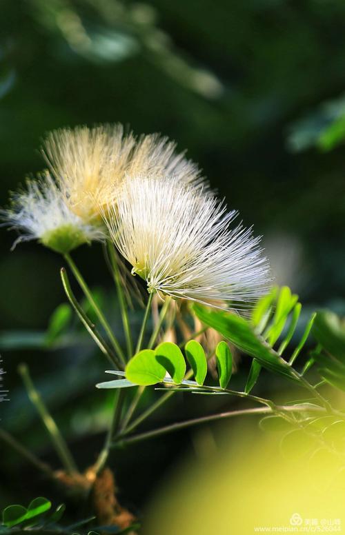 白色的花大全（白色的花都有哪些?）-图3