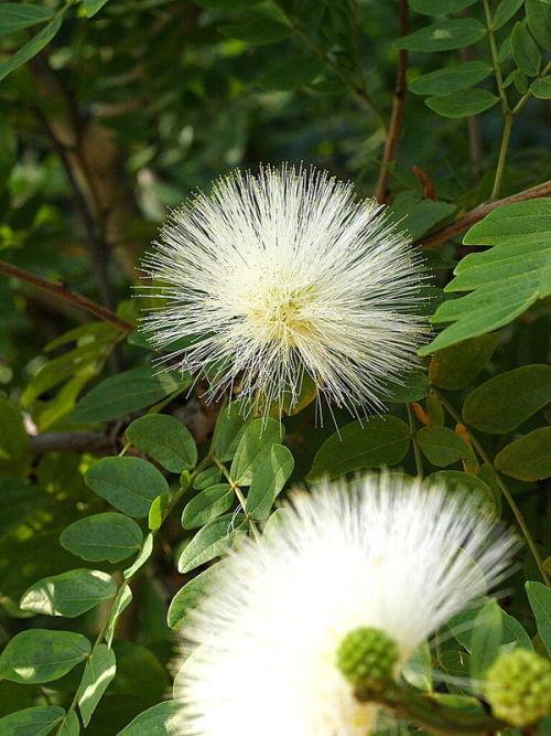 白色花毛茛花语（白色毛茸茸的花是什么树）-图1