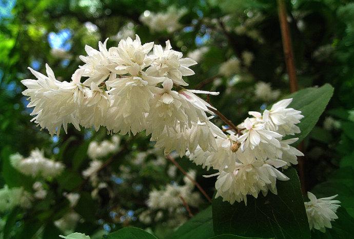 白色花毛茛花语（白色毛茸茸的花是什么树）-图2