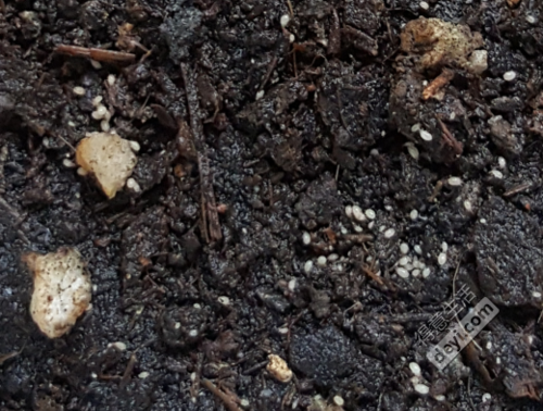 花盆里的土有白色虫子（花盆土里有大白虫子怎么办）-图2
