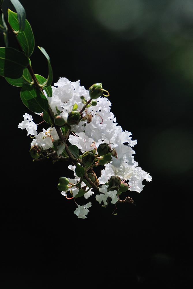 白色紫薇花像（白色紫微花图片）-图3