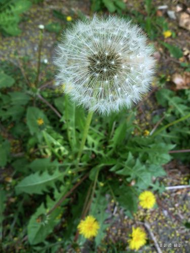 蒲公英开白色花吗（蒲公英开什么颜色的花?带刺吗）-图1