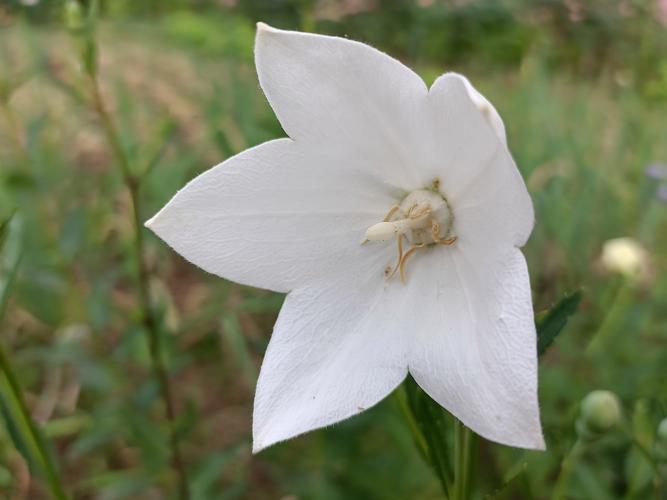 白色花梗（白色花序）-图1