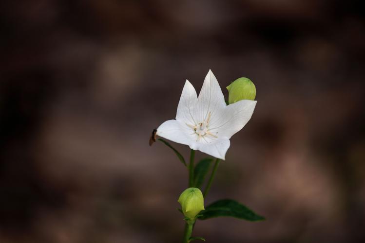 白色花梗（白色花序）-图2