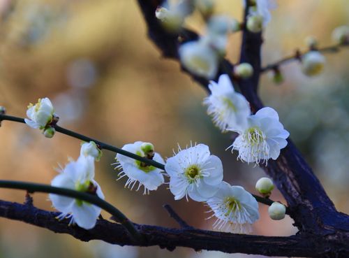 白色梅梅花品种（白色梅梅花品种有哪些）-图1