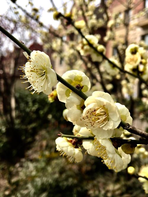 白色梅梅花品种（白色梅梅花品种有哪些）-图2