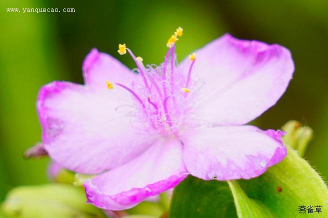 紫粉白色的花语（紫白色花卉大全）-图3