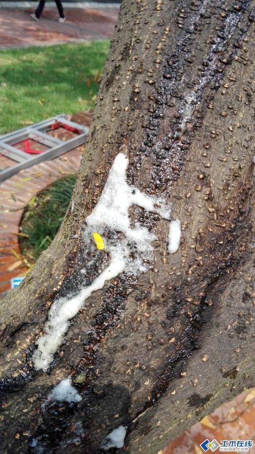 树留白色液体（树木流白色粘液是什么树）-图1