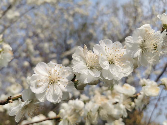 白色桃花的寓意（白色桃花的寓意和象征）-图1