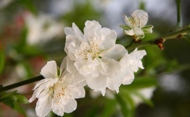 白色桃花的寓意（白色桃花的寓意和象征）-图2