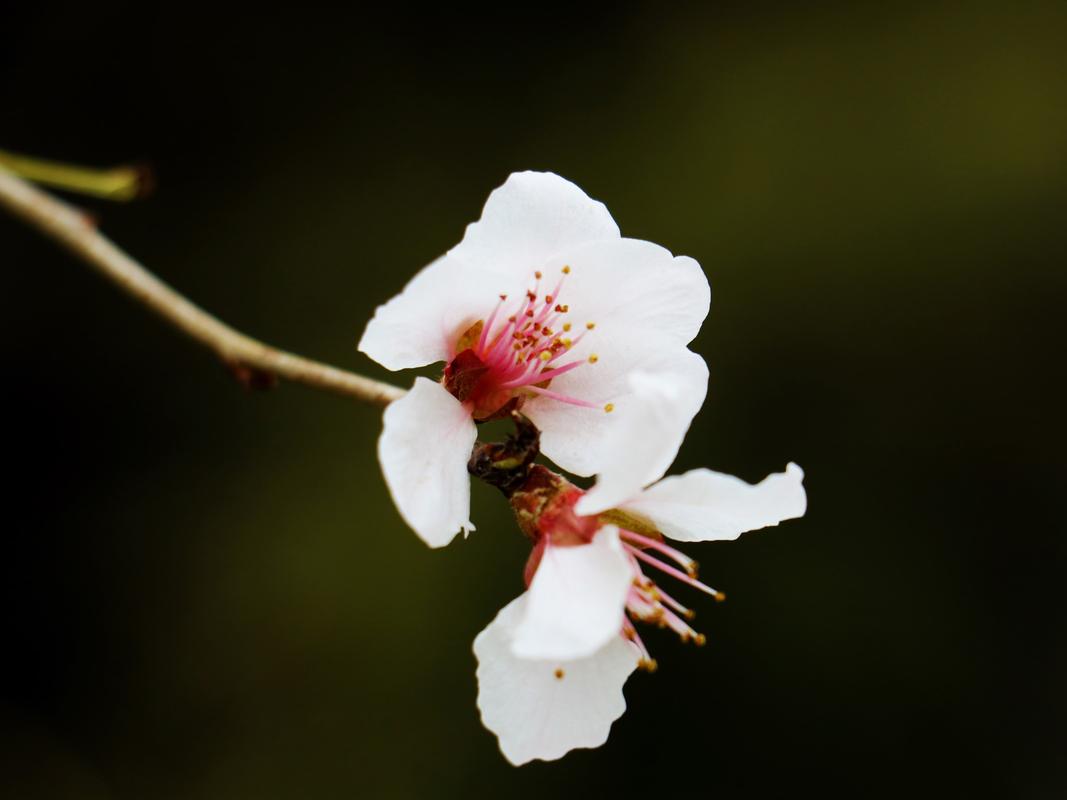 白色桃花的寓意（白色桃花的寓意和象征）-图3