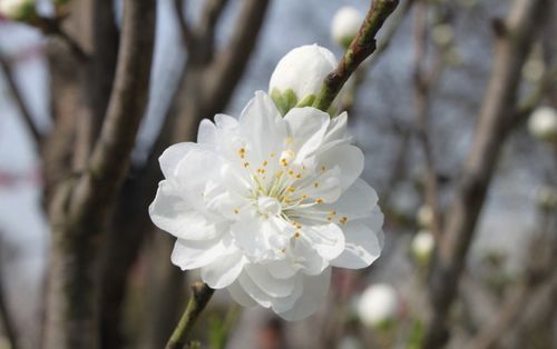 白色桃花的品种（白色桃花的品种图片）-图3