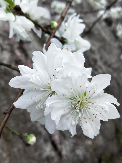 白色桃花的品种（白色桃花的品种图片）-图1